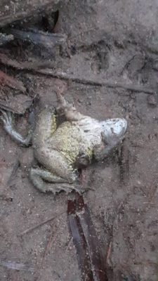 Pogrom płazów