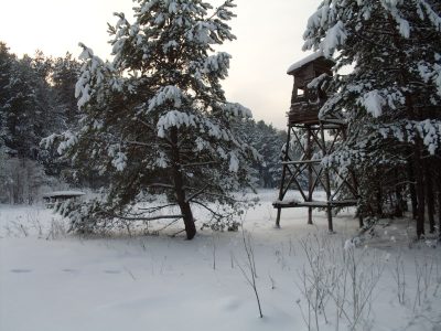 Ambona