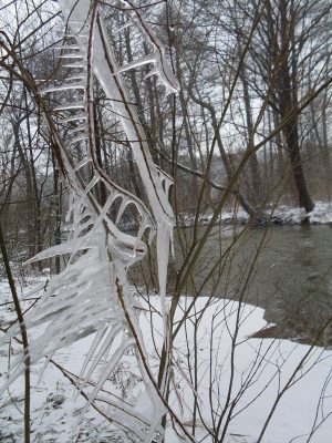 Las nad Biała Przemszą w czasie Rajdu