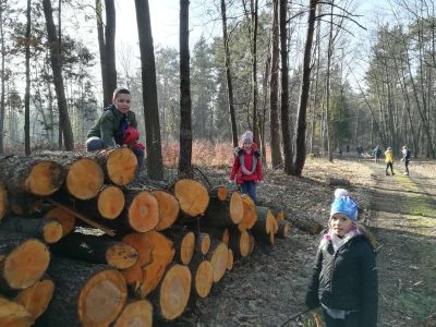 Ciekawe – co z tego drewna da się zrobić?