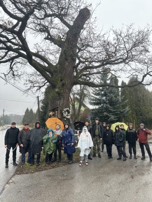 Krzykawka - dąb pomnik przyrody